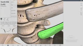 Joints of Thorax  Thorax part 3 Anatomy [upl. by Nivlac]