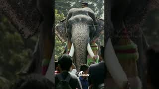 karnan whatsapp status aanakeralam aanapranthanmar animals aanapremi [upl. by Tamra]