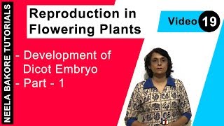 Reproduction in Flowering Plants  NEET  Development of Dicot Embryo  Part 1  Neela Bakore [upl. by Stevena]