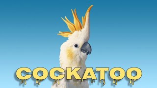 Yellowcrested cockatoo sounds [upl. by Korman172]