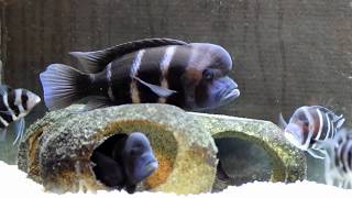 Sand Movement In The Frontosa Aquarium [upl. by Hsiwhem]