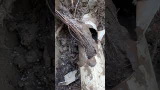 LOOK How Easily Roots Clog PVC Pipes [upl. by Sawyere]