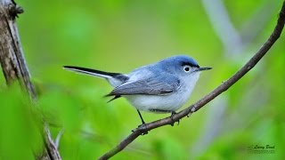 Bluegray Gnatcatcher [upl. by Evita59]