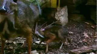 Java Mouse Deer feeding young [upl. by Harrow]