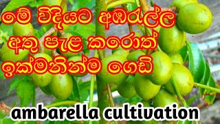 අඩුම කාලෙකින් ගෙඩි හැදෙන අඹරැල්ල Ambarella layering in sinhala අලුත් වගාව Aluth Wagawa [upl. by Noraf]