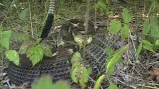 Timber Rattlesnake Crotalus horridus [upl. by Ylerebmik]