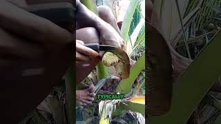 Why harvest coconut sap [upl. by Salta828]