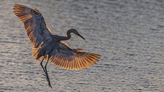 Nikon Z7 Bird In Flight with FTZ Nikkor 200500mm amp Nikon 500m F4 First Day Impressions [upl. by Ahsit]