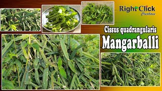 cissus quadrangularis  what is mangar balli  mangar valli plant  devils backbone  asthisamhara [upl. by Lisa]