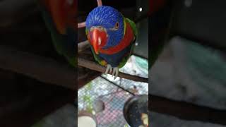 Lorikeet tamed pair available contact 9744508861 location Trivandrum [upl. by Curkell]