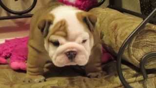 English Bulldog Puppies [upl. by Nauqe]