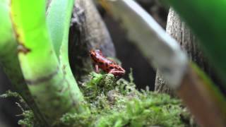 Oophaga Pumilio quotBastimentos Redquot [upl. by Kaliope]