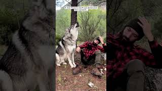 A man found a wolf cub alone and then saved it wolf wolfdog shorts [upl. by Fillender]