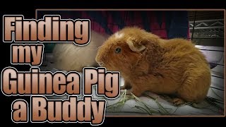 Finding My Guinea Pig a Buddy [upl. by Leik]