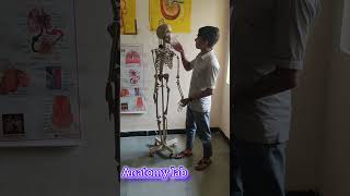 Anatomy lab bestfulltimejobinhospital [upl. by Christianity417]