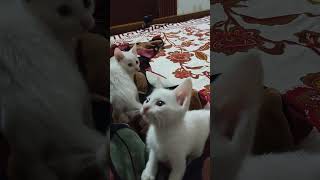 Snow and mantos playing with handfree😺 viralvideo cats viralshorts [upl. by Ainoval]