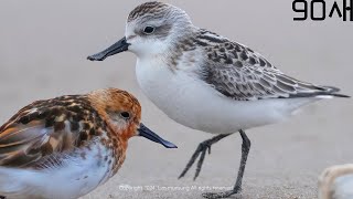 【90초 새 이야기】▶넓적부리도요  여름깃과 겨울깃 SpoonBilled Sandpiper  Summer Plumage and Winter Plumage [upl. by Sidwel]