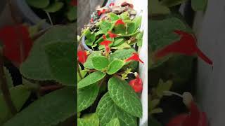 Episcia plant കാണാൻ എത്ര മനോഹരം flute music instrumental flowers youtubeshorts ❤️ [upl. by Amberly]