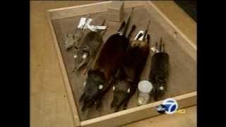 News Clips Dr Galen Rathbun CoDiscovers New Mammal  California Academy of Sciences [upl. by Einaeg552]