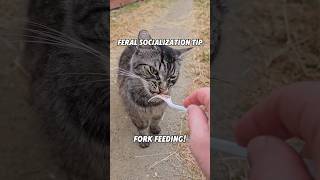 Feral Cat Socialization Tip Fork Feeding feral shorts [upl. by Guzel]