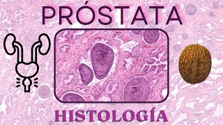 Histología de Próstata [upl. by Nalid]