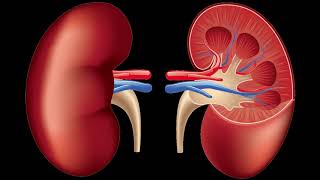 Structure of Human Kidney [upl. by Bart]