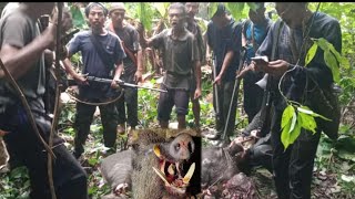 wild Boar attack and killed two men while they were farming in the field [upl. by Carlyle]