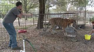 How To Vaccinate Big Cats [upl. by Adest]