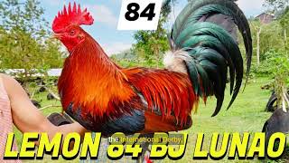 Gamefowl History Legacy of Lemon 84 Gamecocks [upl. by Nesilla]