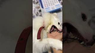 Indian spitz dog barking  Indian spitz dog aggressive  Indian spitz dog bite  Indian spitz dog [upl. by Nilloc]