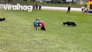 Border Collies Herd Ducks Under Girls Back Bend  ViralHog [upl. by Kcirdor]