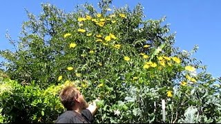 12 ft Tall Perennial Sunflower With Edible Tubers  Helianthus tuberosus [upl. by New]