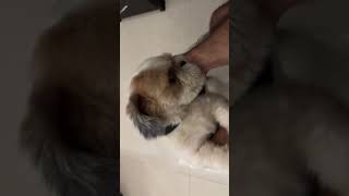 This is how Fubu welcomes me whenever I come home shorts shihtzu doglover [upl. by Nade]