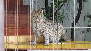 ツシマヤマネコTsushima leopard catEndangered IAPrionailurus bengalensis euptilurus [upl. by Carl972]