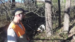 Hunting Pheasants At Sugar Creek Hunting Preserve [upl. by Eendyc]