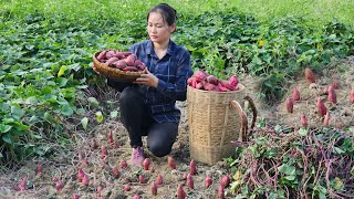 Harvest Bumper Sweet Potatoes Go To The Market Sell  Cook Fried Sweet Potatoes  Lý Phúc An [upl. by Nolyad]