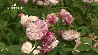 Visite de la Roseraie du val de marne à LHaÿ les roses  Truffaut [upl. by Fanchie]