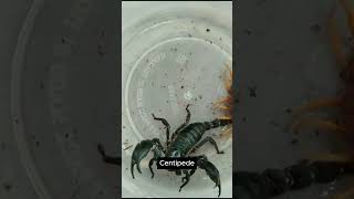 The battle for survival between scorpions and centipedes Which one will win 57 animals wildlife [upl. by Aneba53]