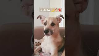 Serotonina diária 🫀🧠🐕 music song pop lyrics pets petvlogger rotinapet shortsyoutube pupies [upl. by Naiviv]