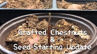 Grafted Chestnuts amp Seedstarting Update [upl. by Otina]