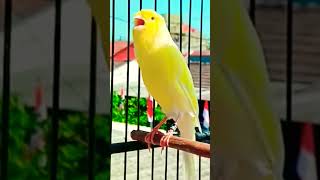 saka Chant des canarisطائر الكناري canto del pájaro canario Canário cantandتغريدالكناري [upl. by Florry477]