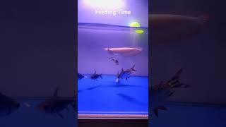 Rare Albino Arowana Fish  Monster Fish Feeding [upl. by Winston]