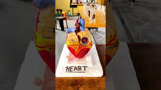 The Human Heart structure Human Heart 🫀 3d model shorts trending song heart biology science [upl. by Marilou263]