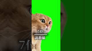 かわいい猫ミームランキング（個人的に） 猫ミーム [upl. by Ellevart]