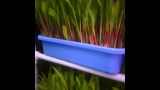 DIY Green fodder hydroponics system [upl. by Davina964]