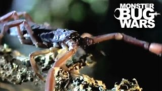 Red Forest Scorpion Vs Amblypygid  MONSTER BUG WARS [upl. by Minsk]