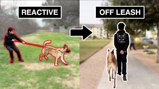 How I took this dog from REACTIVE to OFFLEASH My 4Step Process [upl. by Ainos]