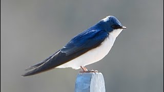 Hirondelle bicolore chant  Tree Swallow song [upl. by Crockett]