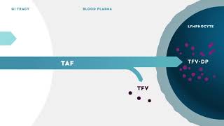 DESCOVY® tenofovir alafenamide Mechanism of Action for HIV PreExposure Prophylaxis PrEP [upl. by Ashla]