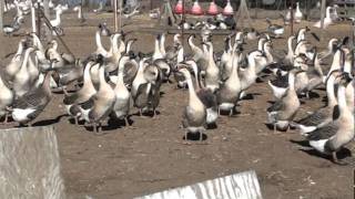 Buy Order Goslings  African Geese  Metzer Farms [upl. by Aiseneg]